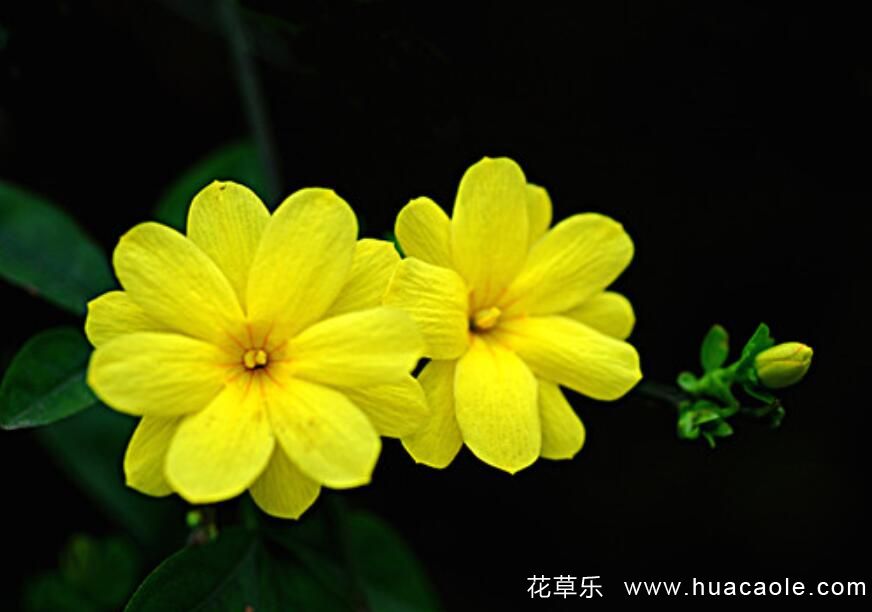 动漫版欧美变态口味重另类牲交视频，从二次元到三次元的奇幻之旅
