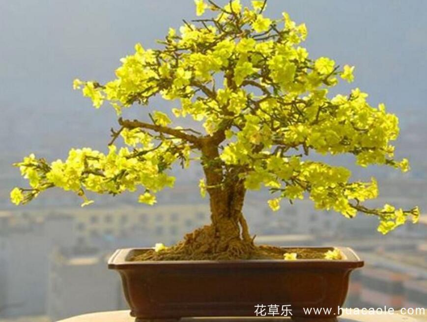 保湿花99精品视频在线观看，揭秘自然界的神奇保湿秘密